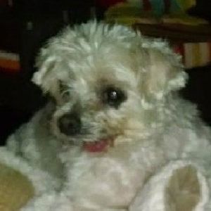 Meet your Posher, Elizabeth